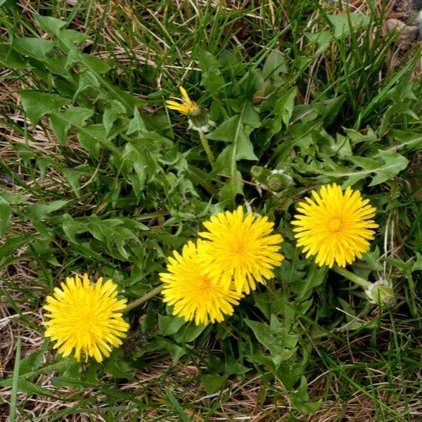 Les plantes comestibles à connaître absolument (France & Europe) Découvrez les 10 plantes sauvages comestibles les plus utiles en France et Europe. Identification, récolte, apports nutritionnels, recettes et précautions.