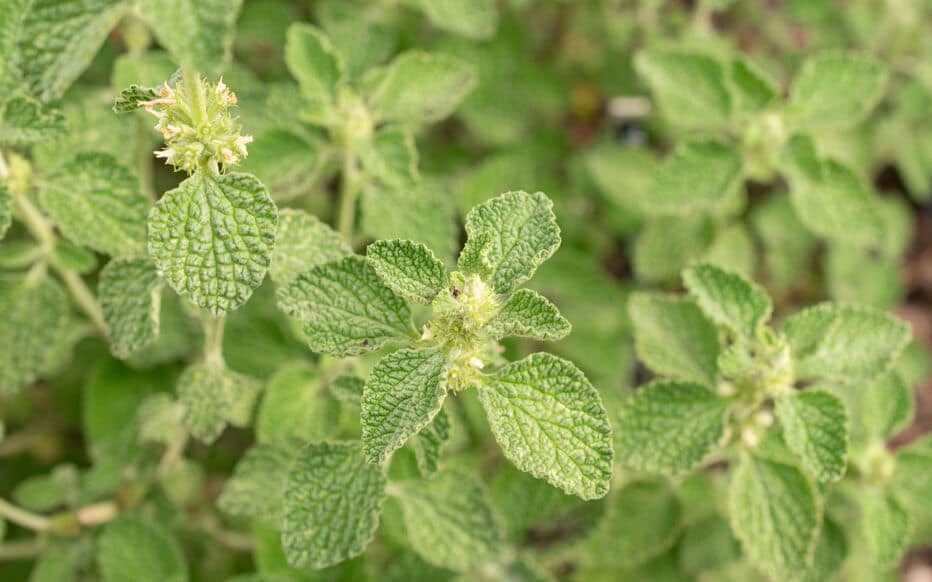 Les plantes comestibles à connaître absolument (France & Europe) Découvrez les 10 plantes sauvages comestibles les plus utiles en France et Europe. Identification, récolte, apports nutritionnels, recettes et précautions.