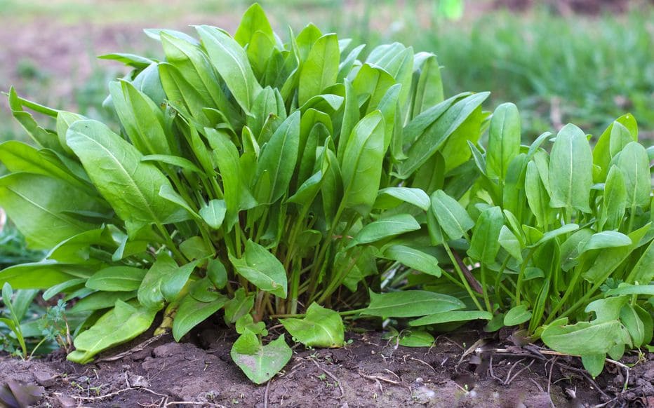 Les plantes comestibles à connaître absolument (France & Europe) Découvrez les 10 plantes sauvages comestibles les plus utiles en France et Europe. Identification, récolte, apports nutritionnels, recettes et précautions.