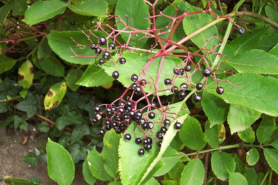 Les plantes comestibles à connaître absolument (France & Europe) Découvrez les 10 plantes sauvages comestibles les plus utiles en France et Europe. Identification, récolte, apports nutritionnels, recettes et précautions.